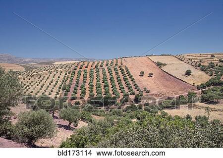 Aerial view of farm fields, Crete, Greece View Large Photo Image Picture - Aerial view of farm fields, Crete, Greece. Fotosearch
