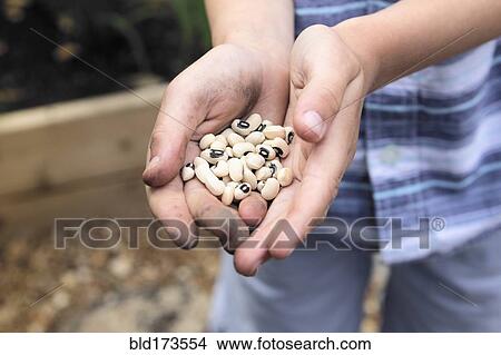 Caucasian boy holding black eyed peas in garden View Large Photo Image Picture - Caucasian boy holding black eyed peas in garden. Fotosearch