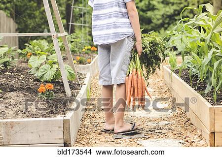 Picture - Caucasian boy holding carrots in garden. Fotosearch