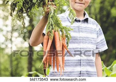 Caucasian boy holding carrots in garden View Large Photo Image Stock Image - Caucasian boy holding carrots in garden. Fotosearch