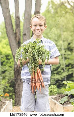 Stock Photograph - Caucasian boy holding carrots in garden. Fotosearch
