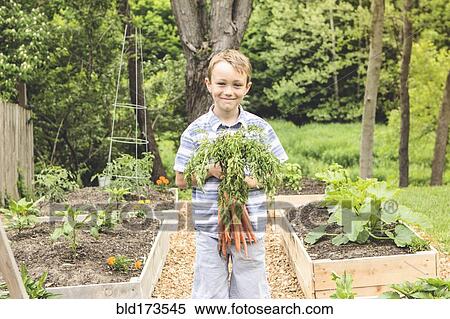 Caucasian boy holding carrots in garden View Large Photo Image Stock Photography - Caucasian boy holding carrots in garden. Fotosearch