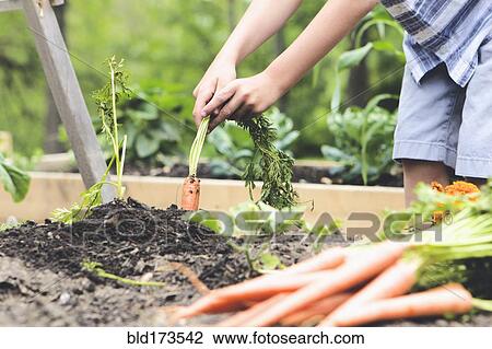 Caucasian boy picking carrots in garden View Large Photo Image Stock Image - Caucasian boy picking carrots in garden. Fotosearch