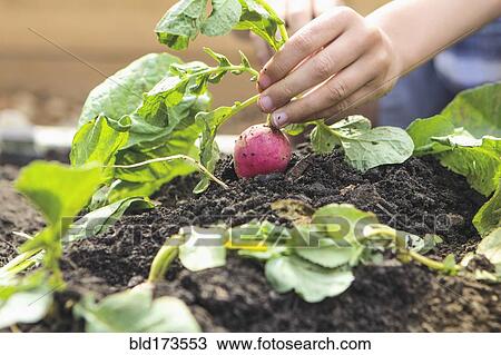Caucasian boy picking radish in garden View Large Photo Image Stock Image - Caucasian boy picking radish in garden. Fotosearch