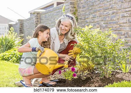 Caucasian grandmother and granddaughter gardening in backyard View Large Photo Image Stock Photo - Caucasian grandmother and granddaughter gardening in backyard. Fotosearch