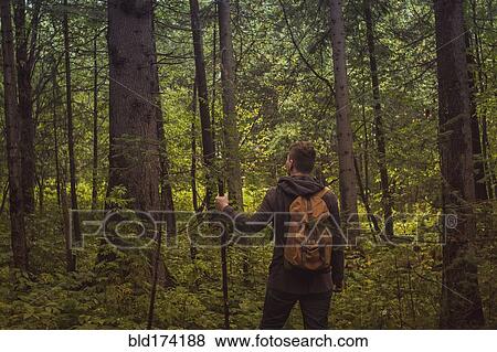 Caucasian man walking in forest View Large Photo Image Stock Photo - Caucasian man walking in forest. Fotosearch