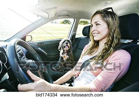Picture - Caucasian woman driving with dog. Fotosearch