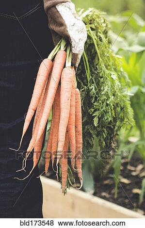 Caucasian woman holding carrots in garden View Large Photo Image Stock Photo - Caucasian woman holding carrots in garden. Fotosearch