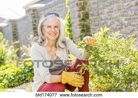 Caucasian woman pruning plants in garden View Large Photo Image Stock Photo - Caucasian woman pruning plants in garden. Fotosearch