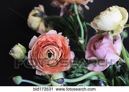 Close up of blooming flowers View Large Photo Image Stock Image - Close up of blooming flowers. Fotosearch