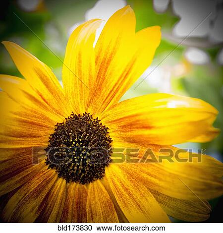 Stock Image - Close up of flower. Fotosearch