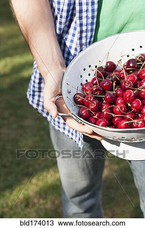 Stock Image - Close up of hands holding colander of cherries. Fotosearch