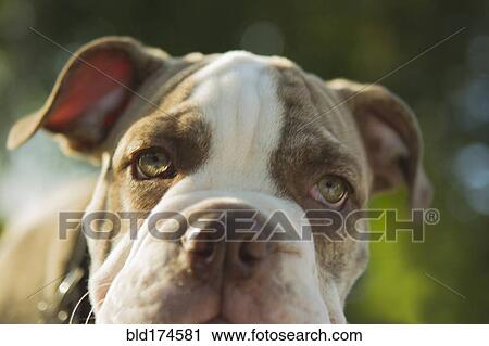 Close up of Olde English Bulldog puppy View Large Photo Image Stock Image - Close up of Olde English Bulldog puppy. Fotosearch