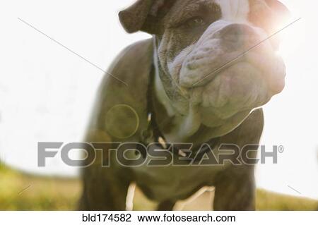 Stock Image - Close up of Olde English Bulldog puppy. Fotosearch