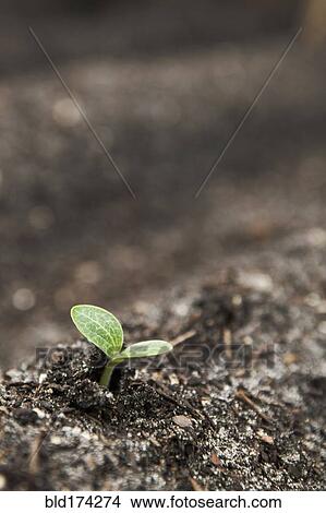 Picture - Close up of seedling growing in dirt. Fotosearch