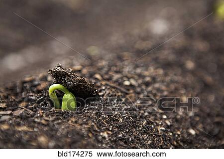 Close up of seedling growing in dirt View Large Photo Image Stock Photography - Close up of seedling growing in dirt. Fotosearch