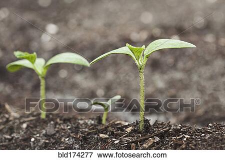 Stock Photo - Close up of seedlings growing in dirt. Fotosearch