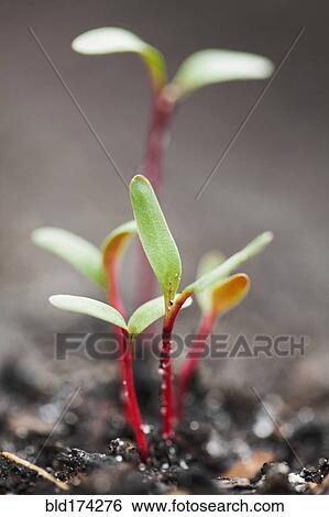 Stock Photograph - Close up of seedlings growing in dirt. Fotosearch