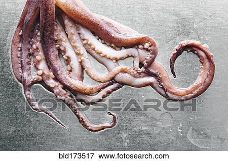 Close up of squid tentacles on metal tabletop View Large Photo Image Stock Photo - Close up of squid tentacles on metal tabletop. Fotosearch