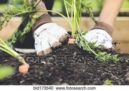 Stock Image - Close up of woman planting carrot in garden. Fotosearch