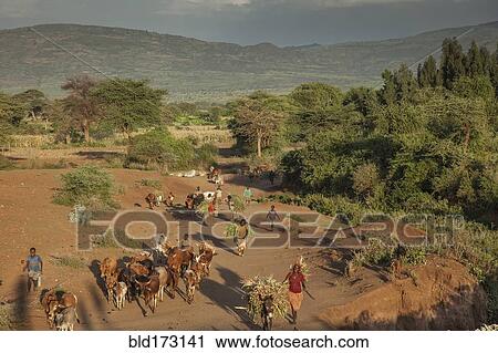 Farmers guiding herd of cattle View Large Photo Image Stock Image - Farmers guiding herd of cattle. Fotosearch