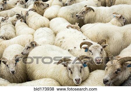 Full frame view of flock of sheep View Large Photo Image Stock Photo - Full frame view of flock of sheep. Fotosearch