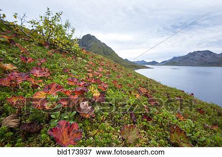 Stock Photo - Grassy hillside over lake in remote landscape. Fotosearch