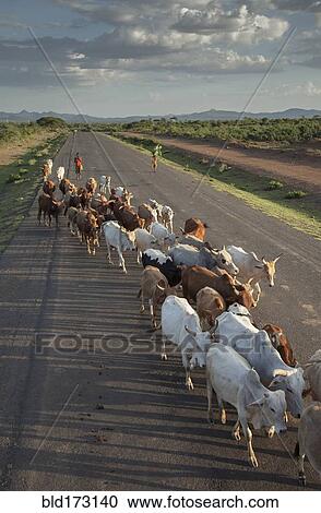 Stock Image - Herd of cattle walking on road. Fotosearch