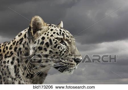 Leopard under cloudy sky View Large Photo Image Stock Photograph - Leopard under cloudy sky. Fotosearch