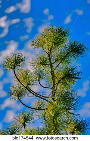 Low angle view of tree under blue sky View Large Photo Image Picture - Low angle view of tree under blue sky. Fotosearch