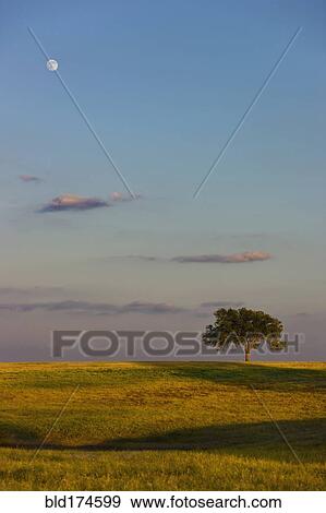Stock Photo - Moon over rolling rural farmland. Fotosearch