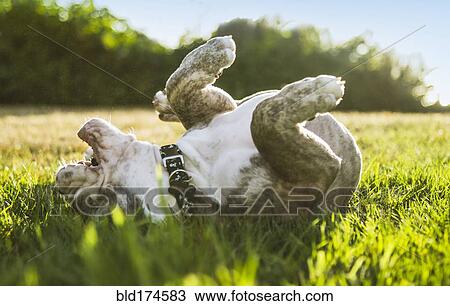 Stock Image - Olde English Bulldog puppy rolling in field. Fotosearch