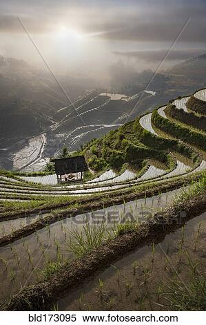 Stock Photography - Rice paddy hills in remote landscape. Fotosearch