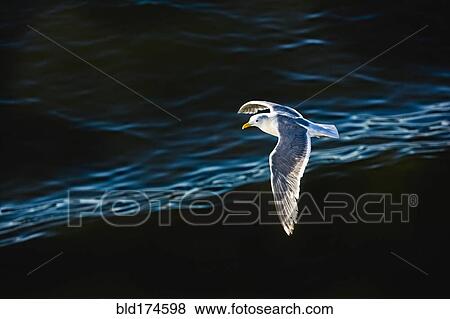 Stock Photo - Seagull flying over rippling water. Fotosearch
