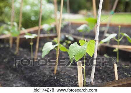 Seedlings growing in planters View Large Photo Image Stock Photo - Seedlings growing in planters. Fotosearch