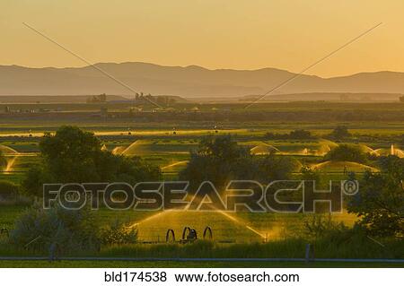 Sprinklers watering rural farmland View Large Photo Image Stock Photo - Sprinklers watering rural farmland. Fotosearch