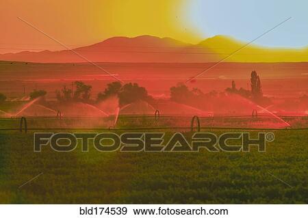 Sprinklers watering rural farmland View Large Photo Image Stock Photo - Sprinklers watering rural farmland. Fotosearch
