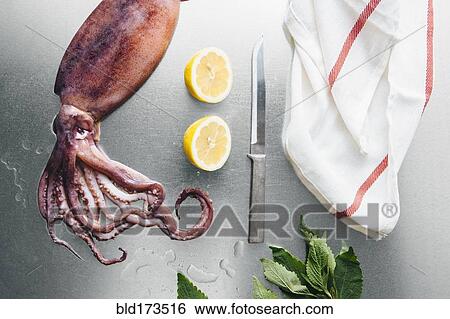 Squid, lemon and herbs on metal tabletop View Large Photo Image Stock Photograph - Squid, lemon and herbs on metal tabletop. Fotosearch