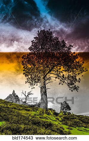 Stock Image - Tree growing on remote hillside. Fotosearch