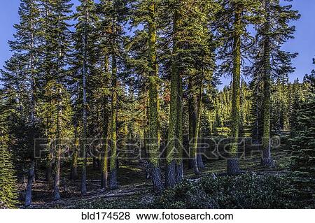 Stock Photo - Trees with moss in remote forest. Fotosearch