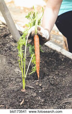 Stock Image - Woman planting carrot in garden. Fotosearch