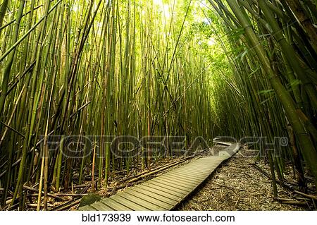 Wooden walkway through bamboo forest View Large Photo Image Stock Photo - Wooden walkway through bamboo forest. Fotosearch