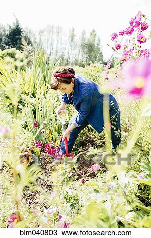 Caucasian woman digging in garden View Large Photo Image Stock Image - Caucasian woman digging in garden. Fotosearch
