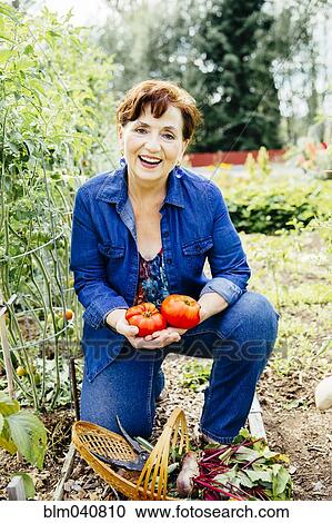 Stock Image - Caucasian woman holding tomatoes in garden. Fotosearch