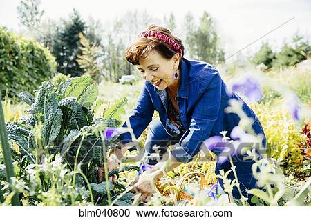 Caucasian woman picking vegetables in garden View Large Photo Image Stock Image - Caucasian woman picking vegetables in garden. Fotosearch