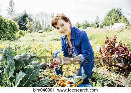 Caucasian woman picking vegetables in garden View Large Photo Image Stock Image - Caucasian woman picking vegetables in garden. Fotosearch