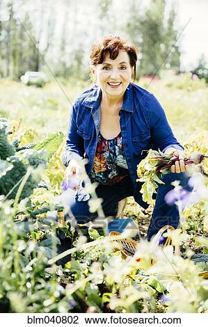 Caucasian woman picking vegetables in garden View Large Photo Image Stock Image - Caucasian woman picking vegetables in garden. Fotosearch