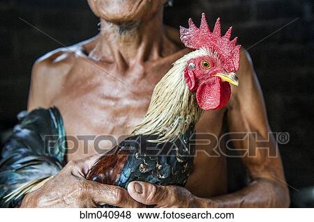 Close up of farmer holding chicken View Large Photo Image Stock Photo - Close up of farmer holding chicken. Fotosearch