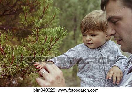 Father and daughter examining pine tree View Large Photo Image Stock Photo - Father and daughter examining pine tree. Fotosearch