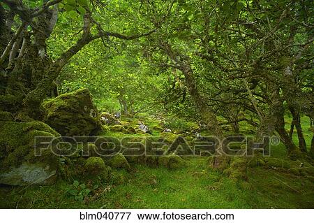 Stock Photo - Trees over mossy rocks in forest. Fotosearch